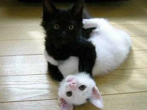 白猫与黑猫的天敌是什么？